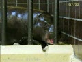 Pygmy Hippopotamus / "Good-bye, Mother"