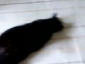 仰向けで寝る　黒猫クロちゃん