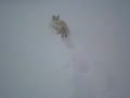 雪の中を跳ねるコッコ