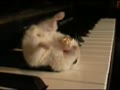 ピアノの上でポップコーンを食べるハムスター